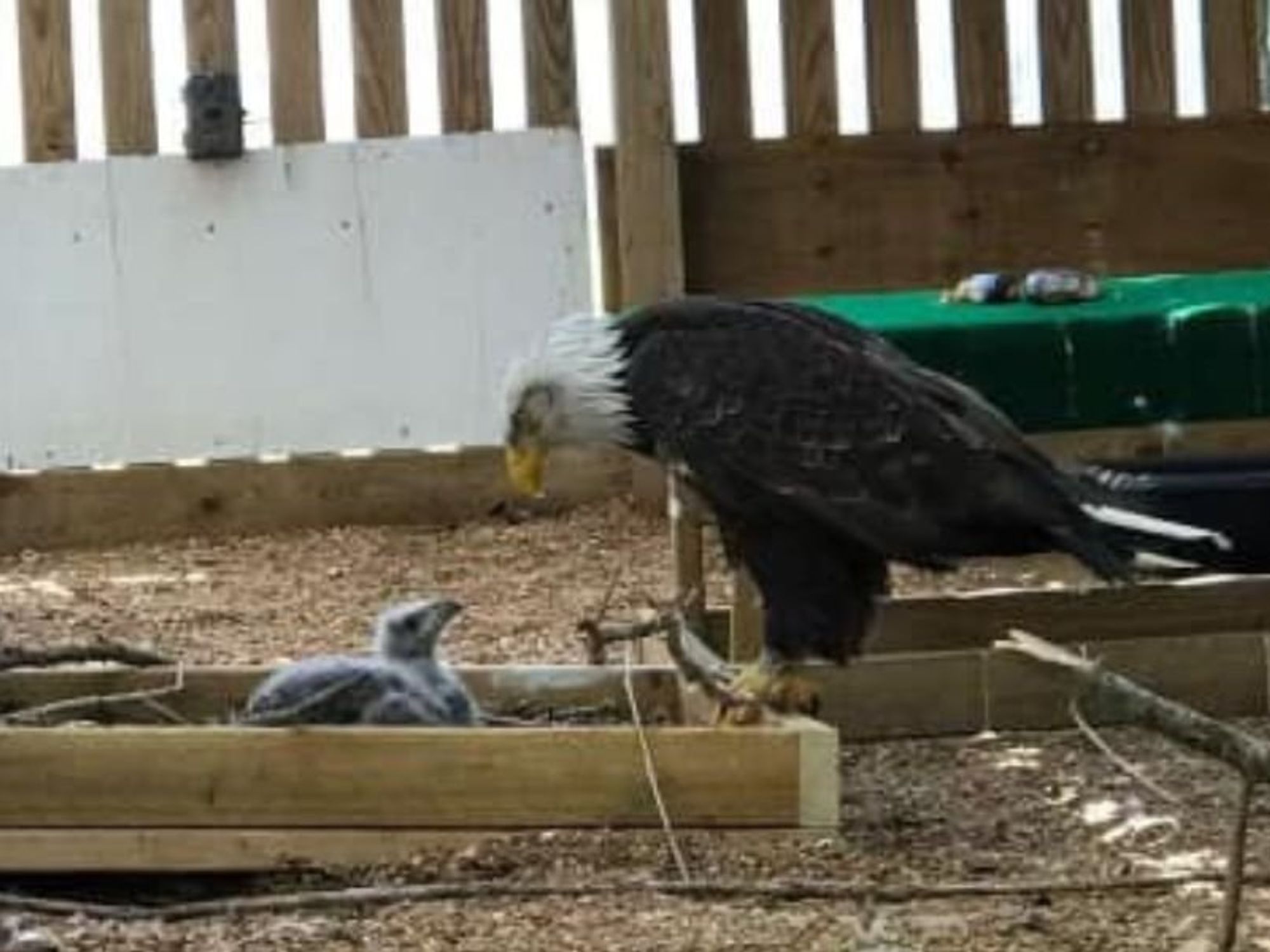 Bald eagles know nest building means bonding time