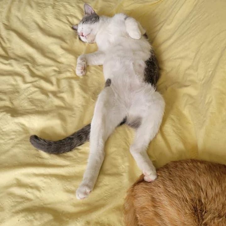 sleeping happy cat