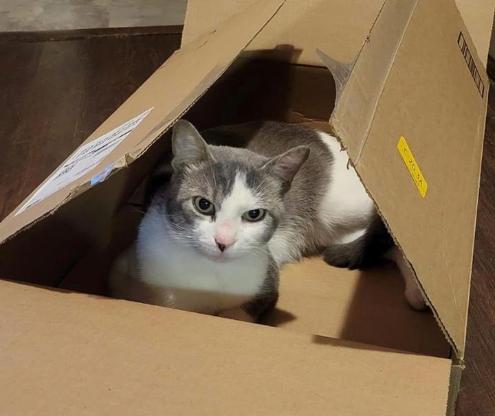 cat plays box