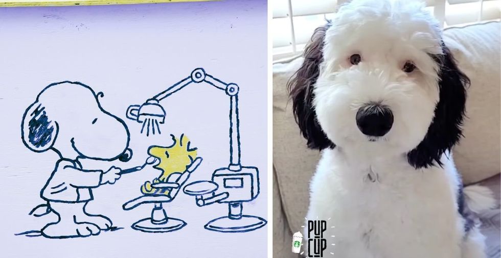 980px x 506px - Stop what you're doing. Snoopy is real and her name is Bayley. - Upworthy