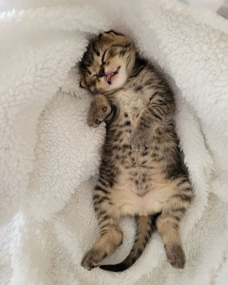 sleeping tabby kitten