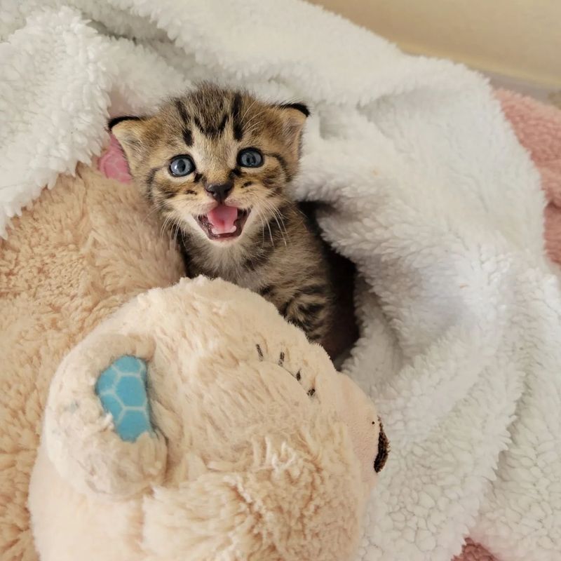 talkative tabby kitten angel