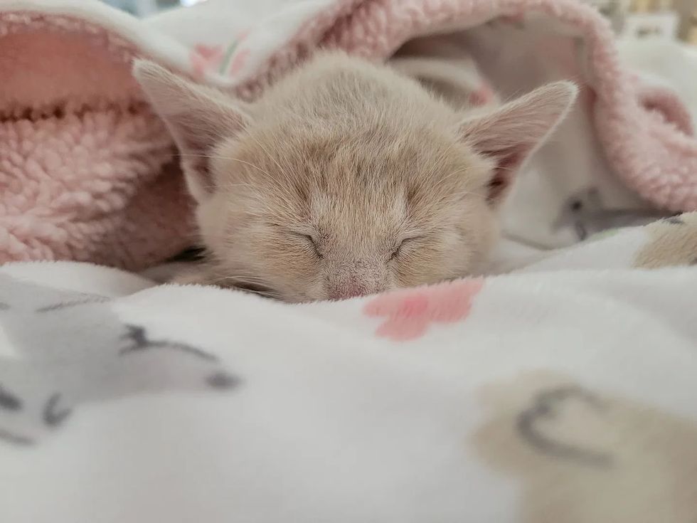 sleeping cream kitten