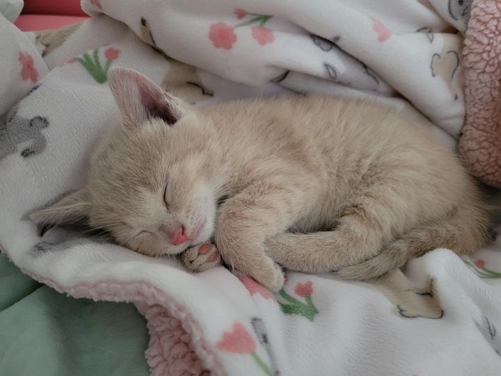sleeping cream kitten benny
