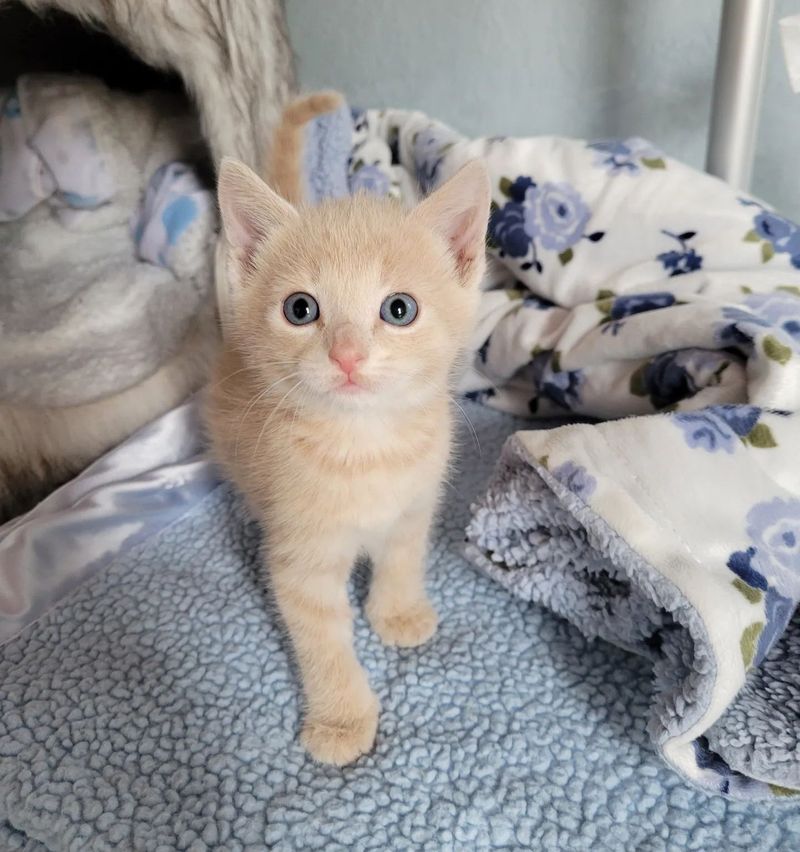 cream kitten benny