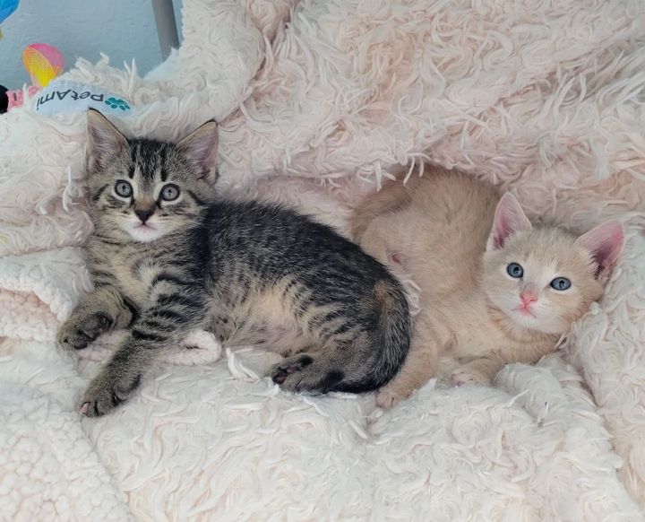 kitten tabby cream friends