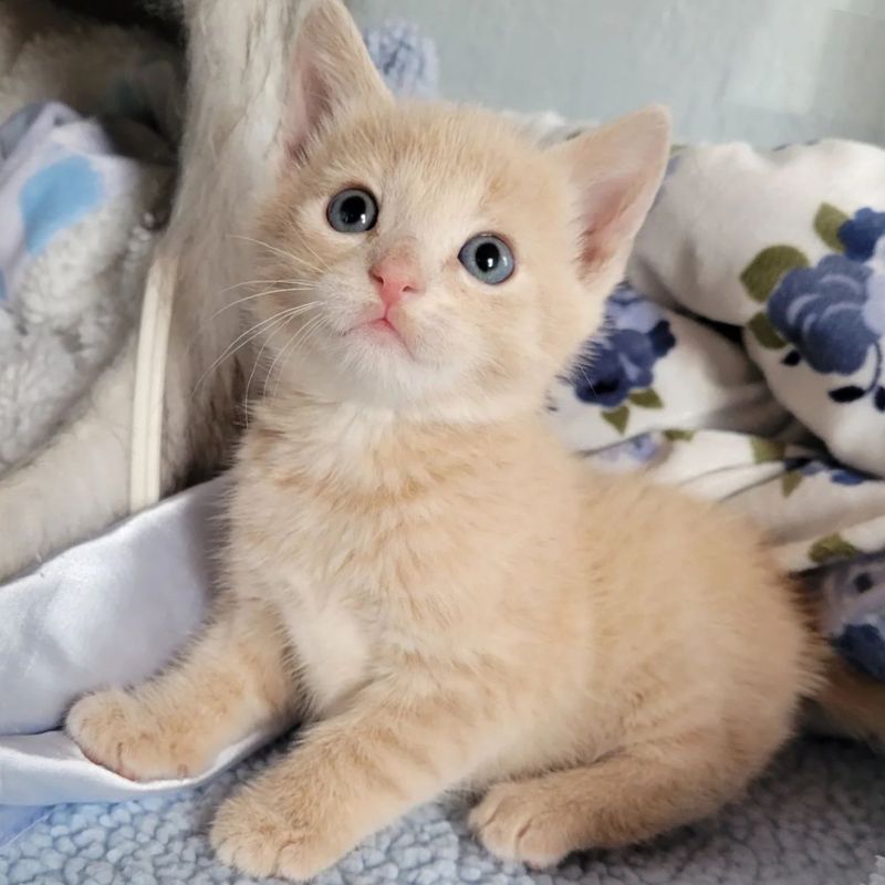 fluffy cream kitten benny