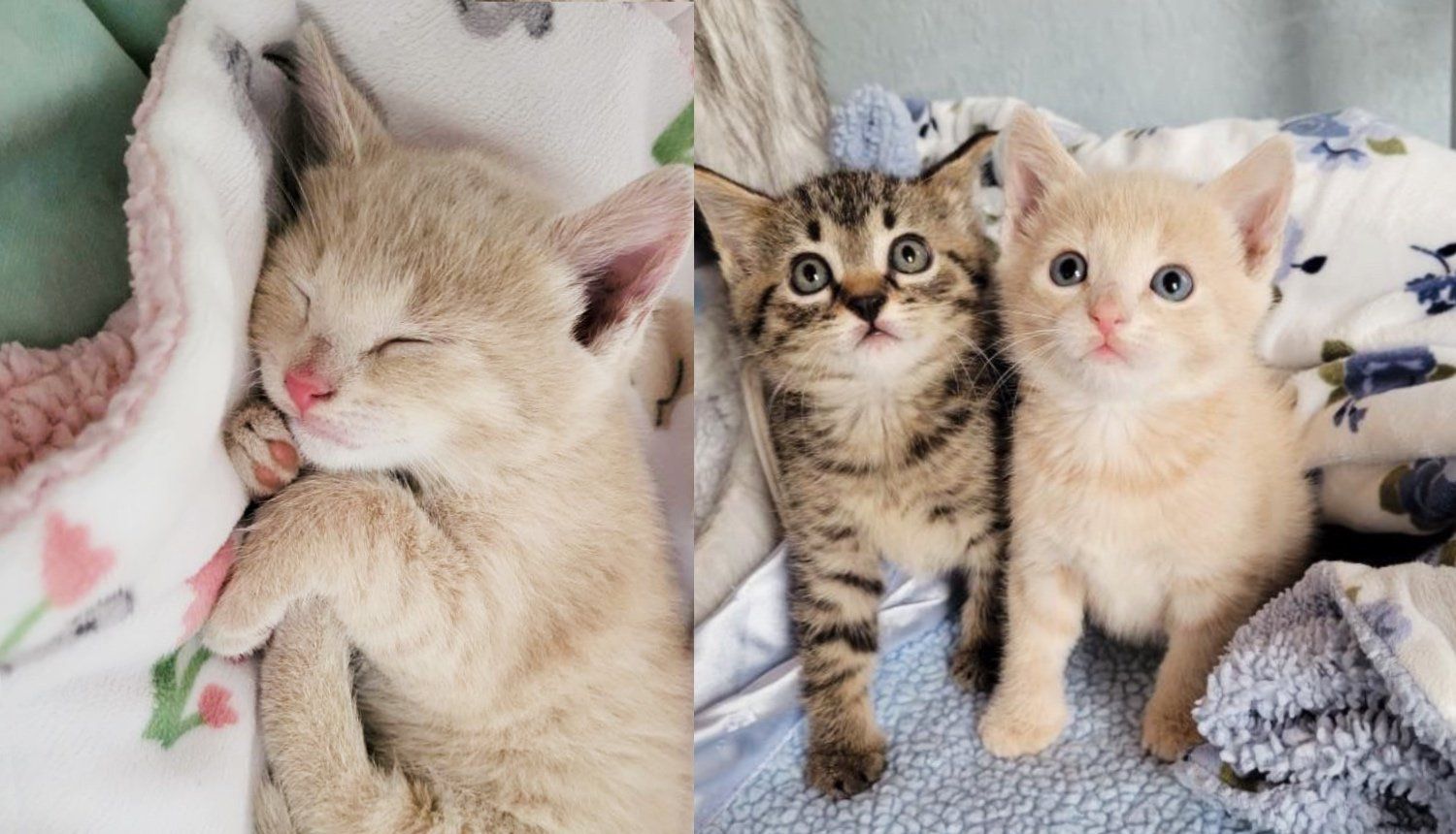 Kitten Keeps Sniffing and Snuggling New Kitty Who was Found Alone