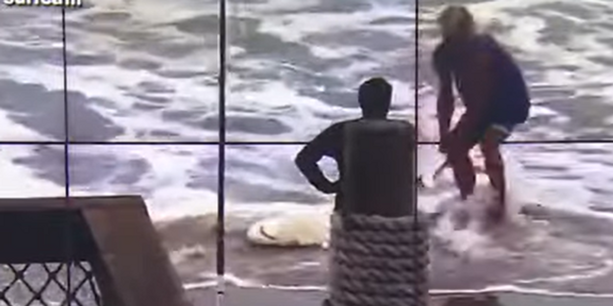 NextImg:Florida man arrested and charged after being caught on video brutally beating a protected shark with a hammer