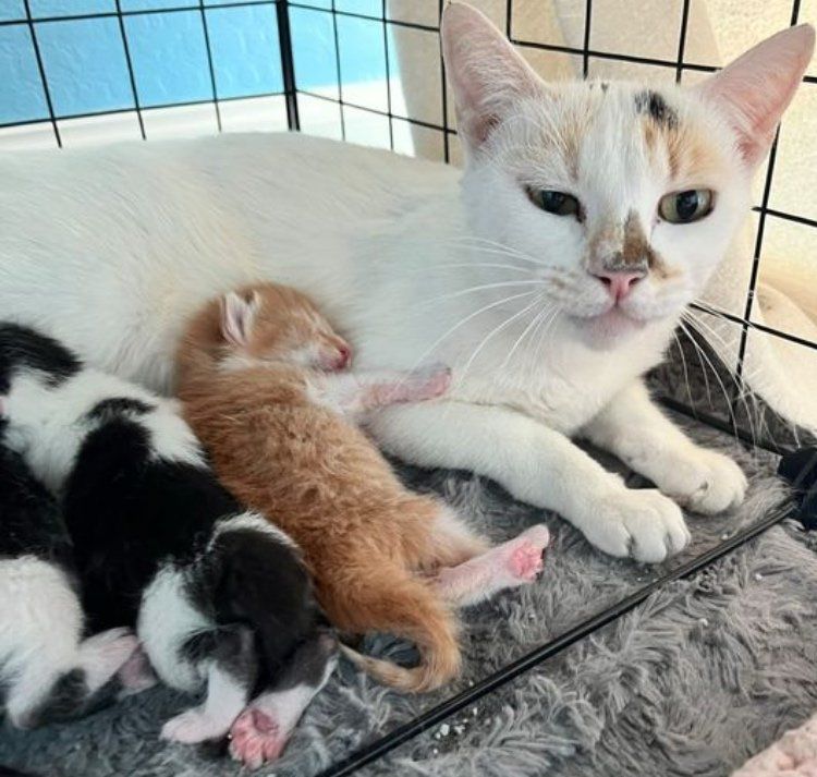 cat mother kittens