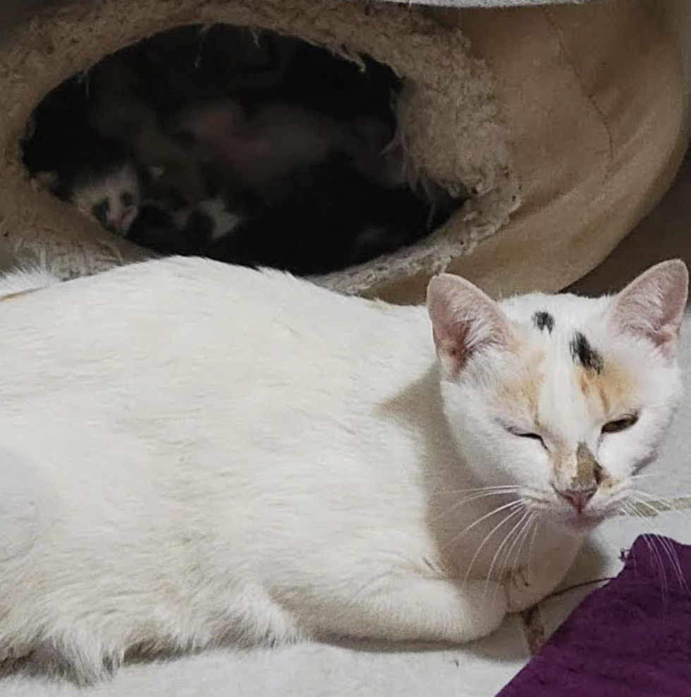cat mother kittens in nest