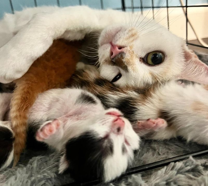 cat mom kittens