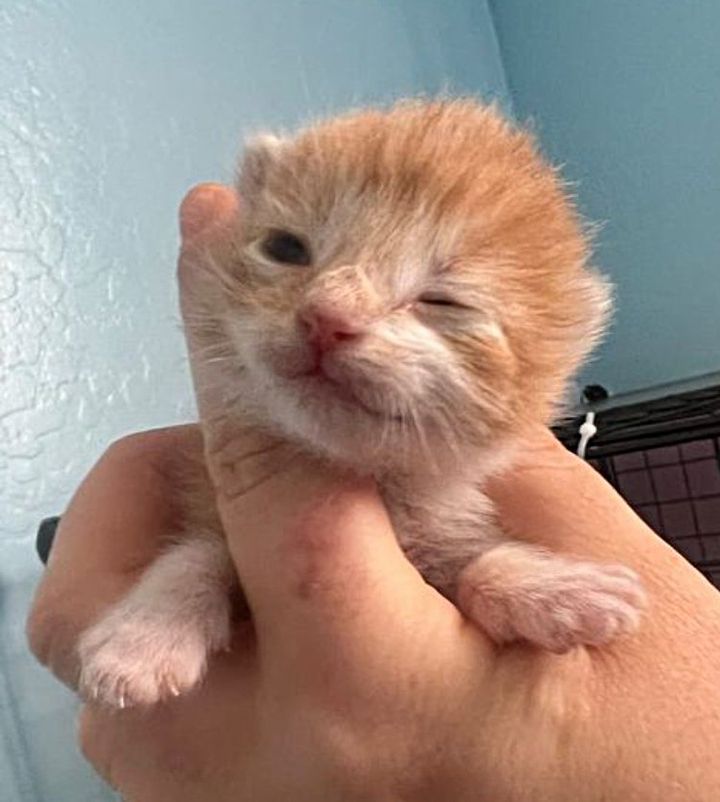 kitten eyes open