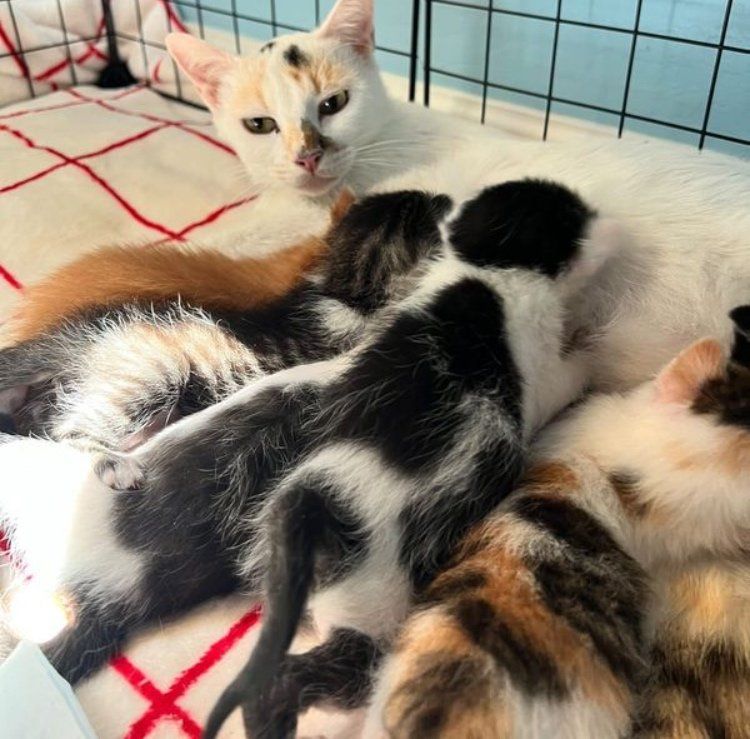 kittens nursing on cat