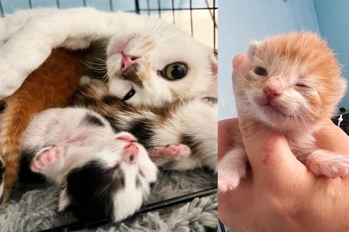 Orphan Kitten Nestles Up to a Cat and Won't Go Anywhere for Days, Making Up for Lost Time