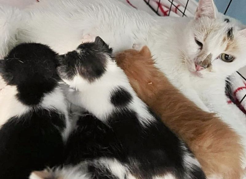 kittens nursing on cat