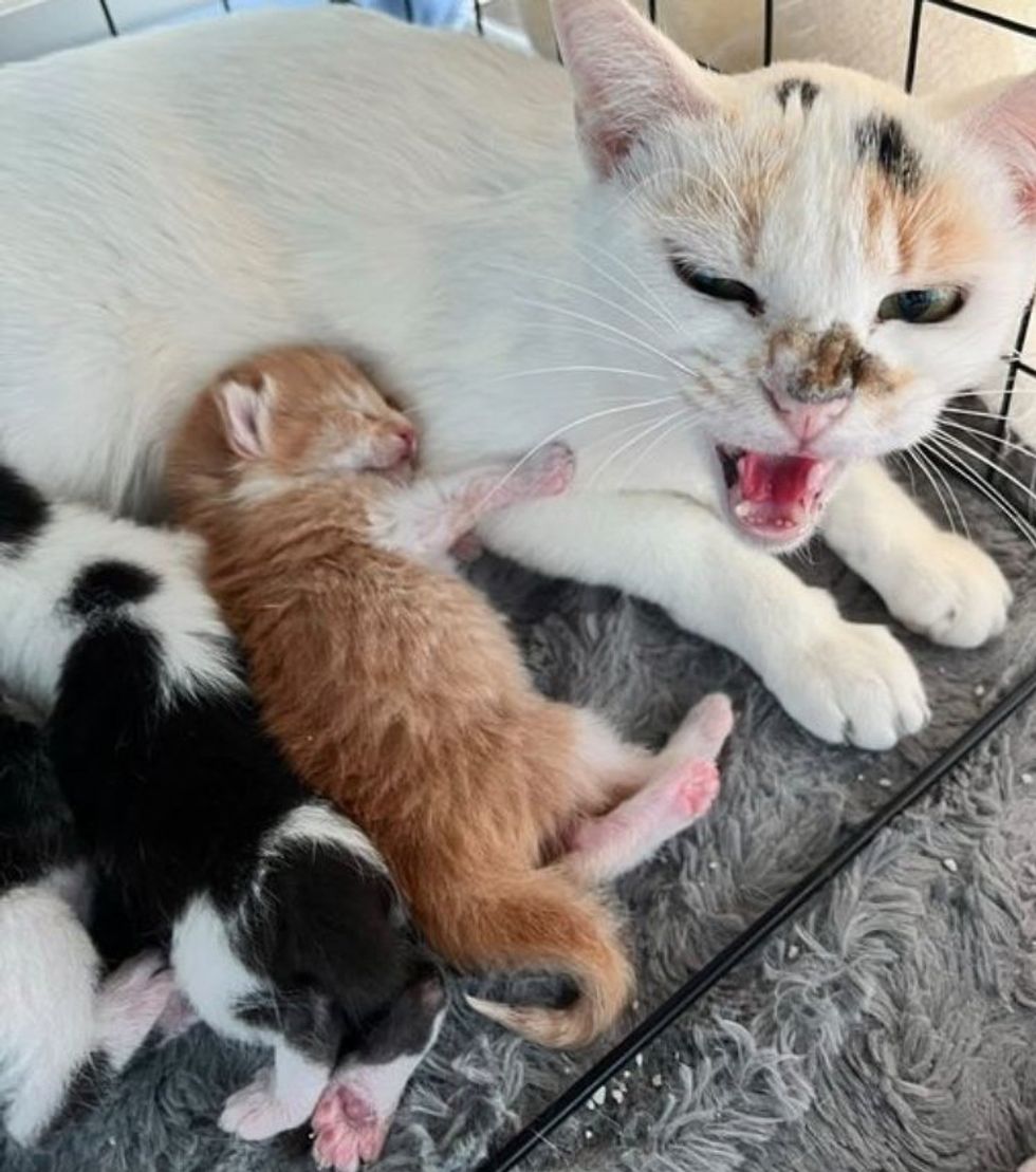 cat mom kittens sleeping
