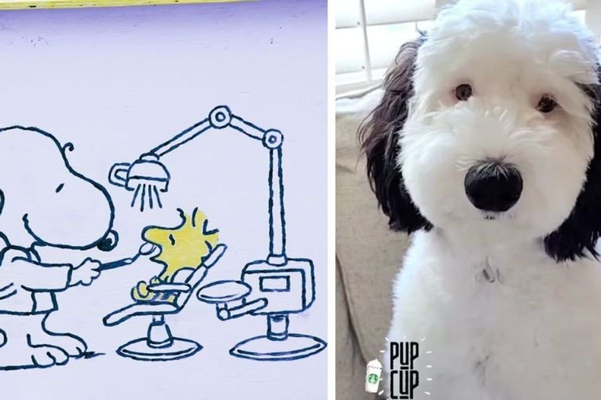 Snoopy is real, her name is Bayley and the internet can't get enough of her