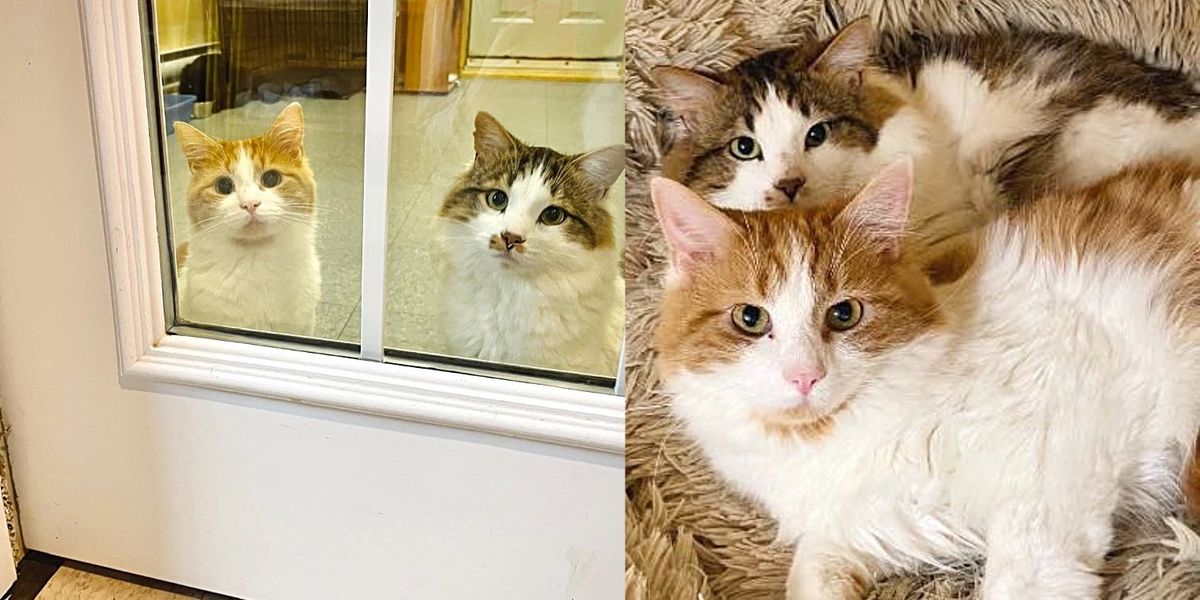 Family Asks for the 2 Shyest Cats Who Have Been Waiting Months for a Home,  It Turns Out to Be Best Decision - Love Meow