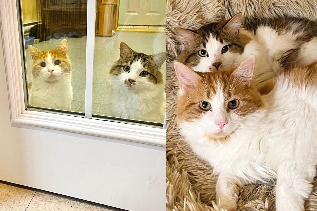 Family Asks for the 2 Shyest Cats Who Have Been Waiting Months for a Home, It Turns Out to Be Best Decision