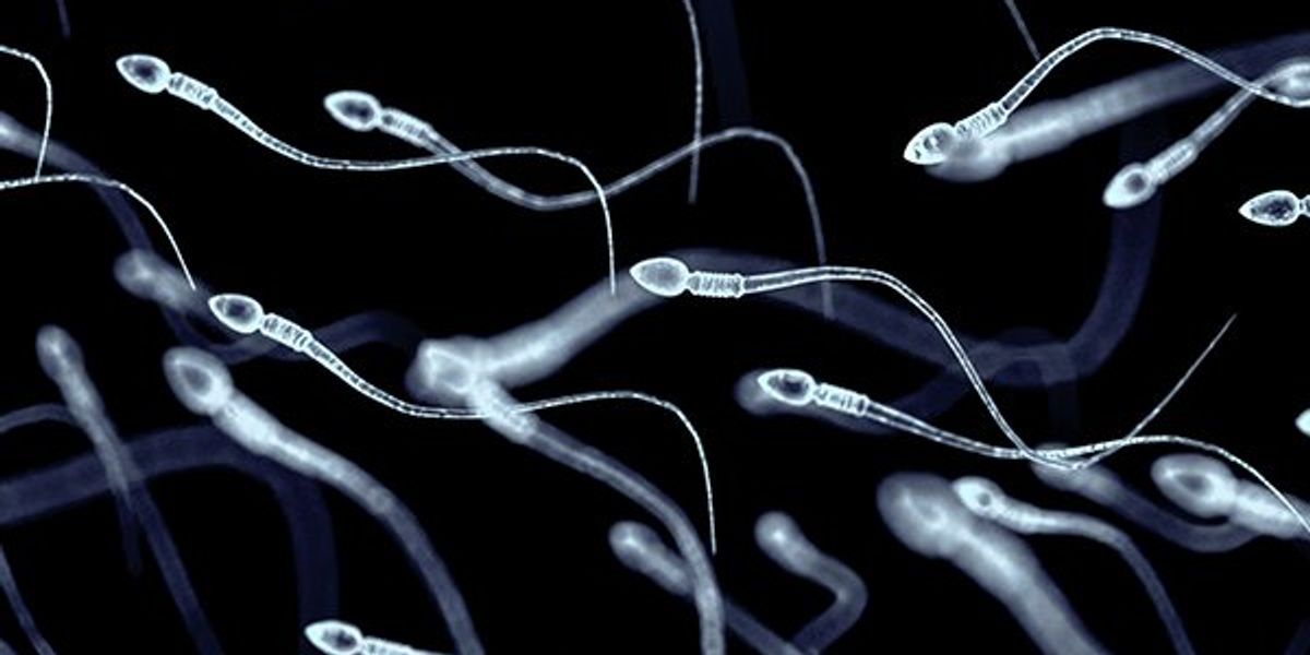 NextImg:Genetic intervention warping sperm could lead to contraception for men, researchers say