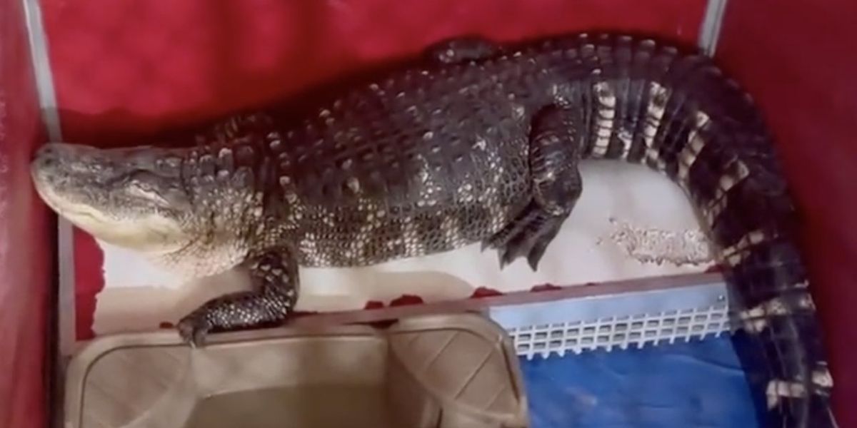 NextImg:Video: 8-foot-long alligator removed from home — in Philadelphia