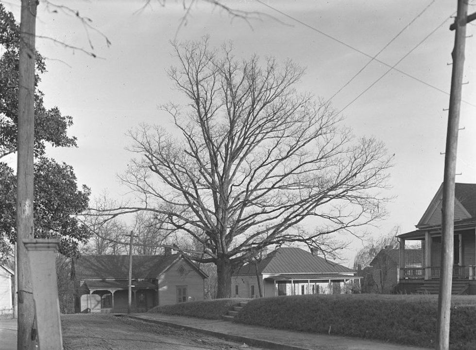 How this beloved historic tree in Georgia was declared its own owner