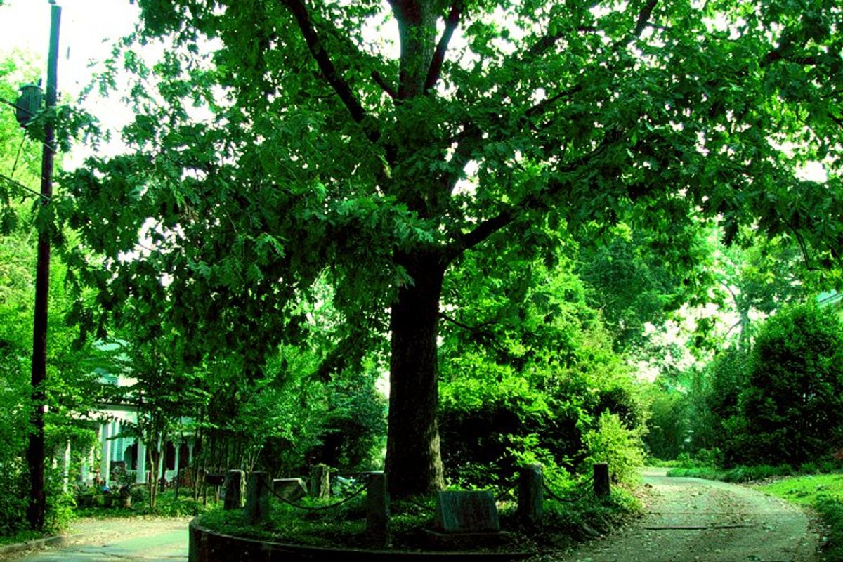 tree owns itself, athens georgia, georgia landmarks