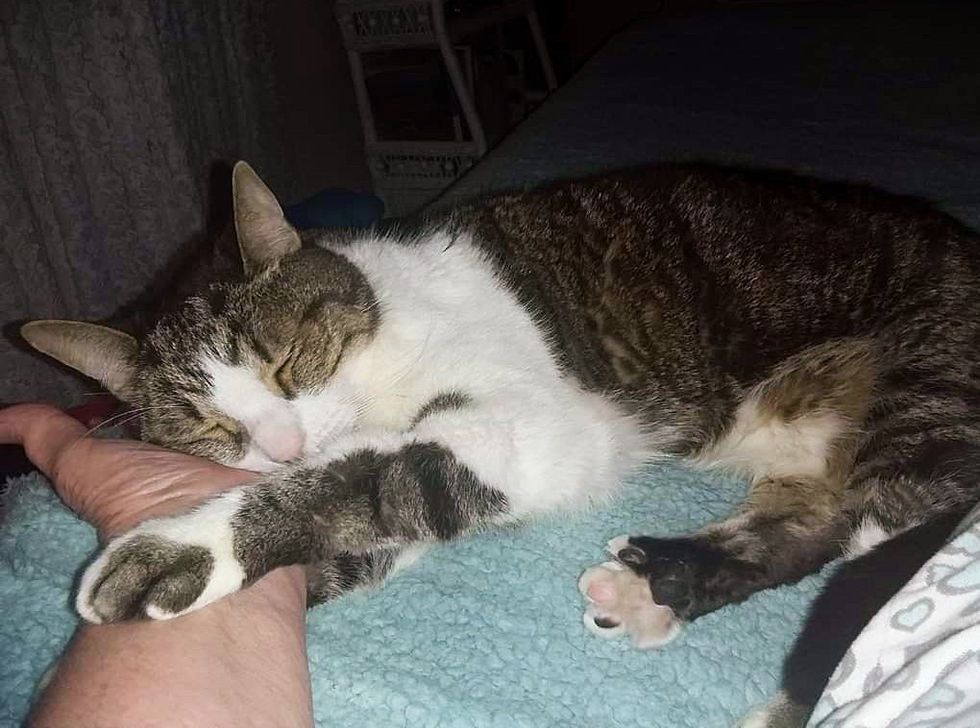 cat hold hands