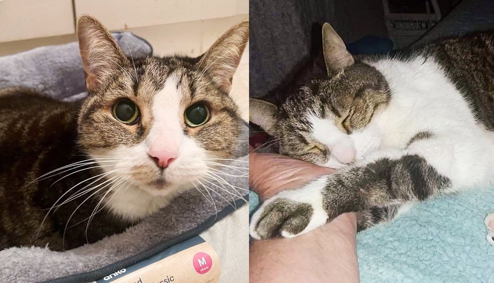 Cat Finds Family of Her Dreams at 18 Years Old, Now She Sleeps Holding Hands with Her Person