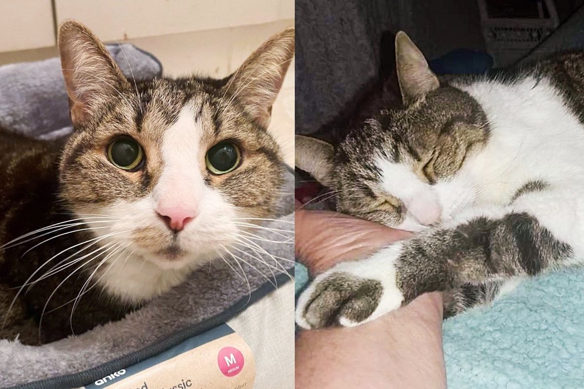 Cat Finds Family of Her Dreams at 18 Years Old, Now She Sleeps Holding Hands with Her Person