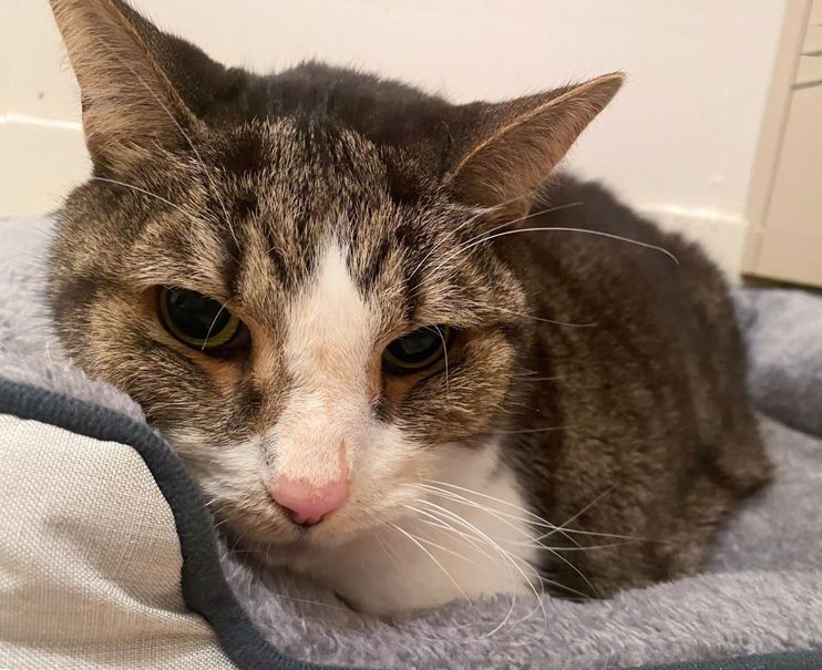 Floating feline 18-year-old cat loves family swimming pool