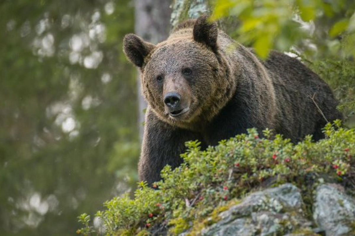 Catturata l’orsa, si aspetta il «bradipo» Tar