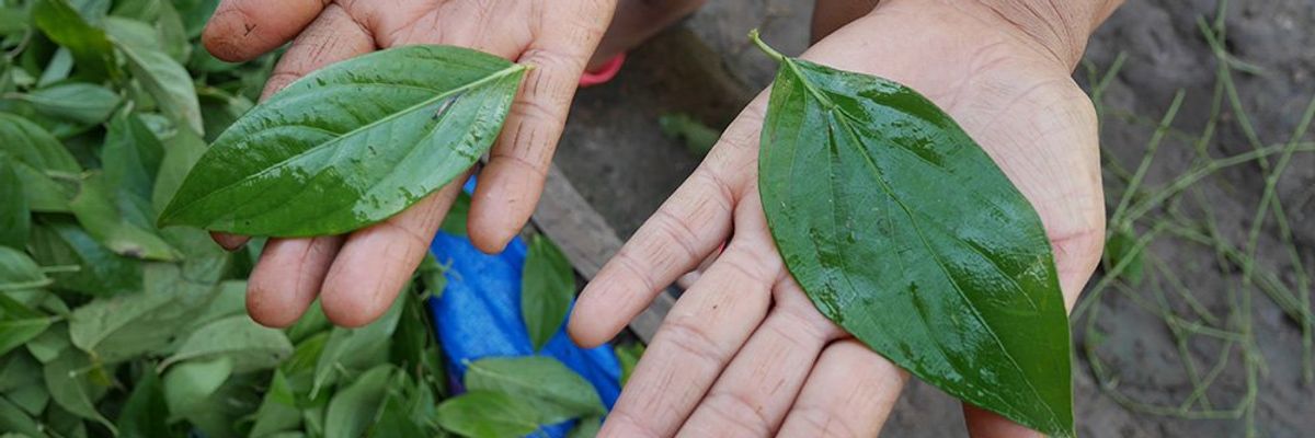 guayusa leaf