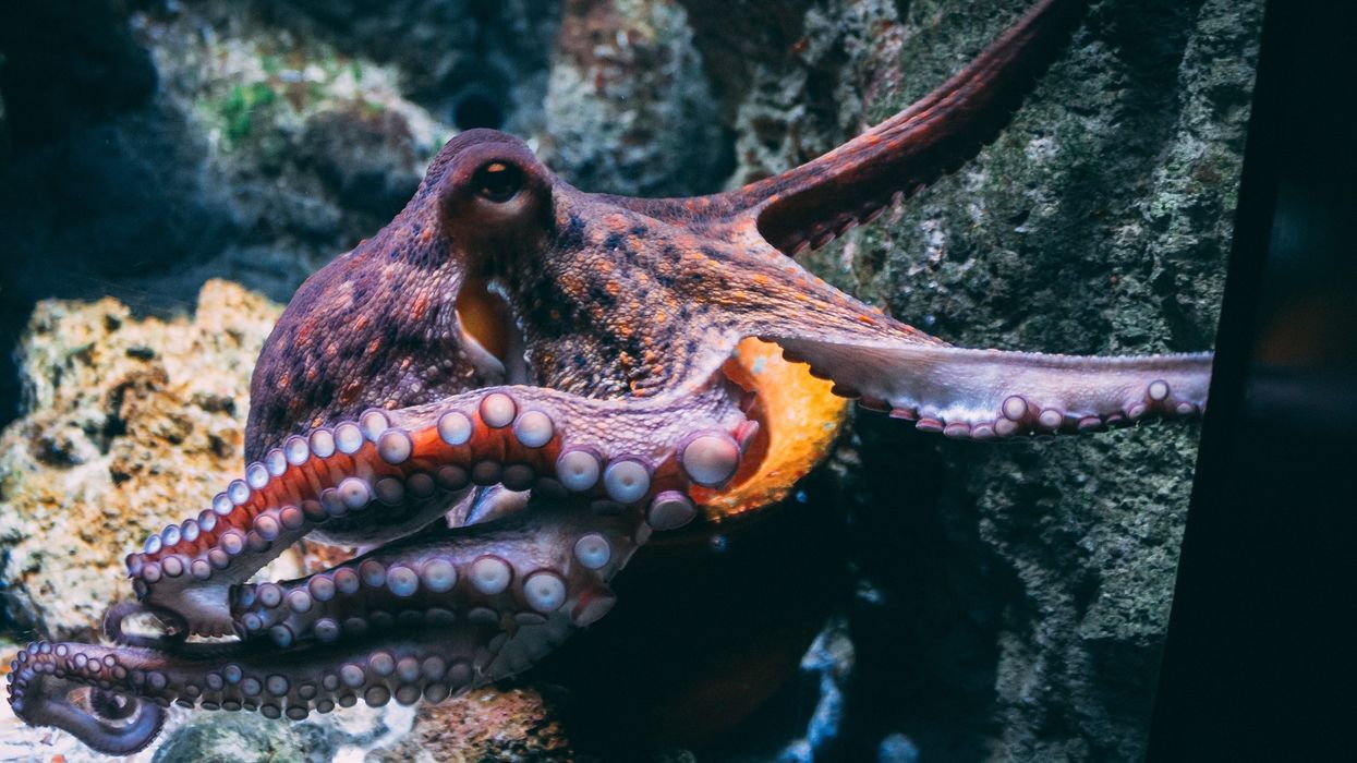 brown and black octopus in water