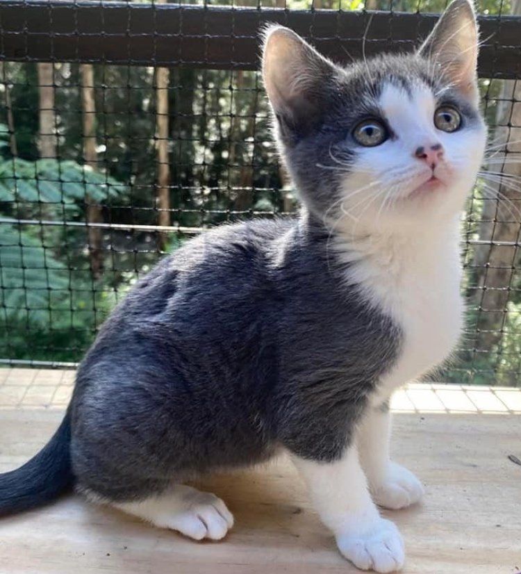 sweet grey kitten