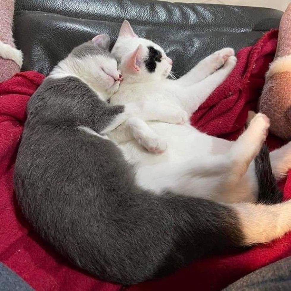 snuggly kittens best friends