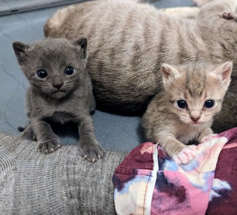 cute kittens lap time