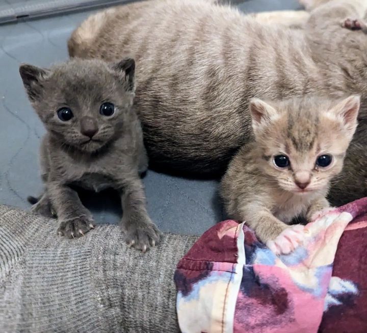cute kittens lap time