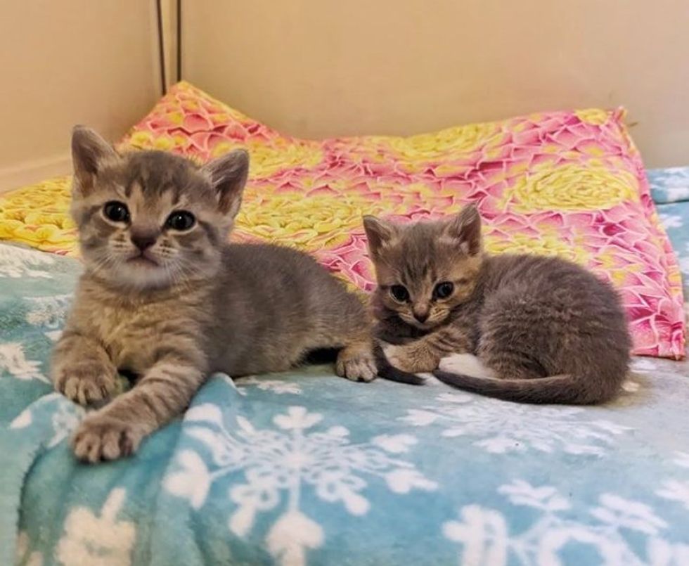 tabby grey kittens