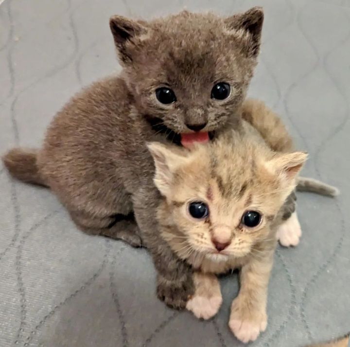 sweet kittens hugs