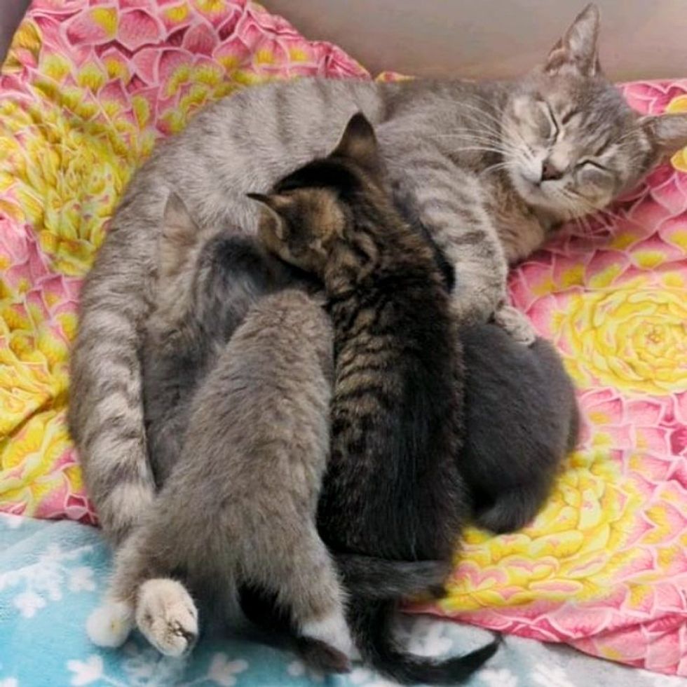 happy cat nursing kittens