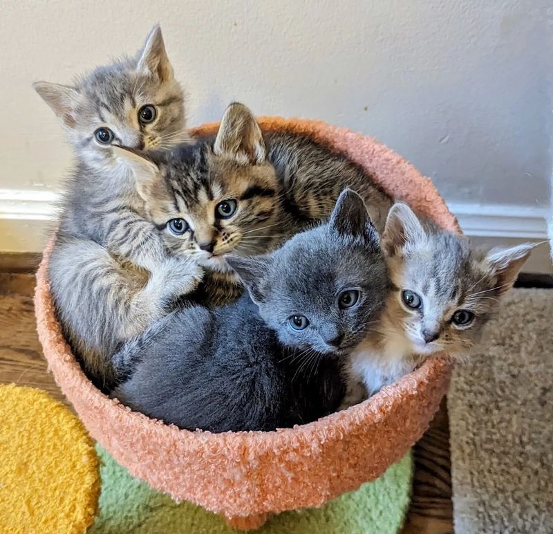 cuddle puddle kittens