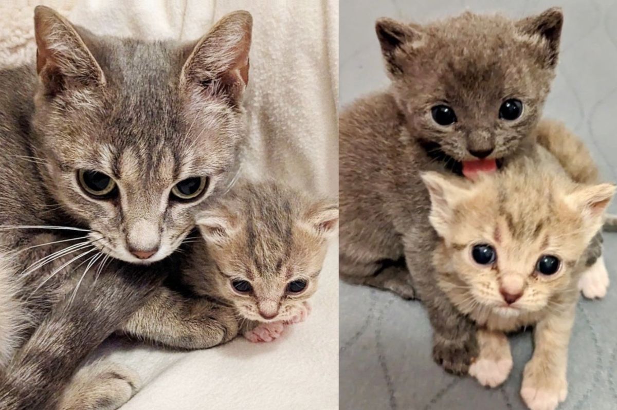 Cat Has Her Heart Set on a Place of Her Own After Ensuring Her Kittens Have Bright Future