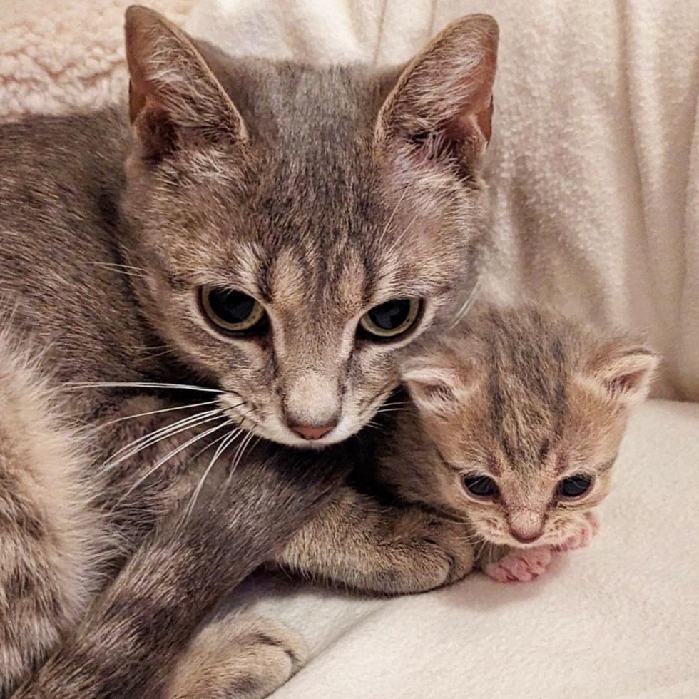 cat mom hugs kitten