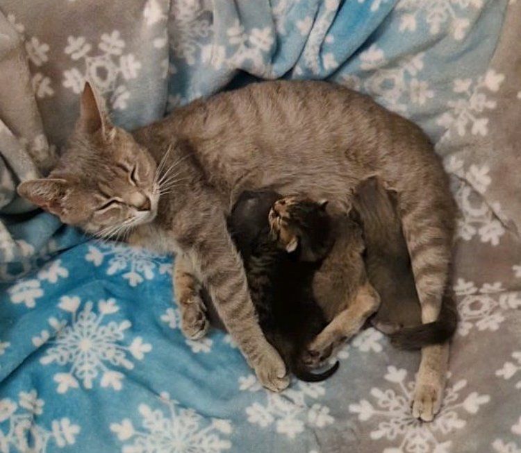 cat mom nursing kittens