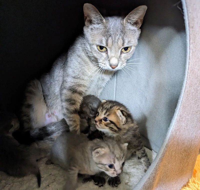 cat mom kittens exploring