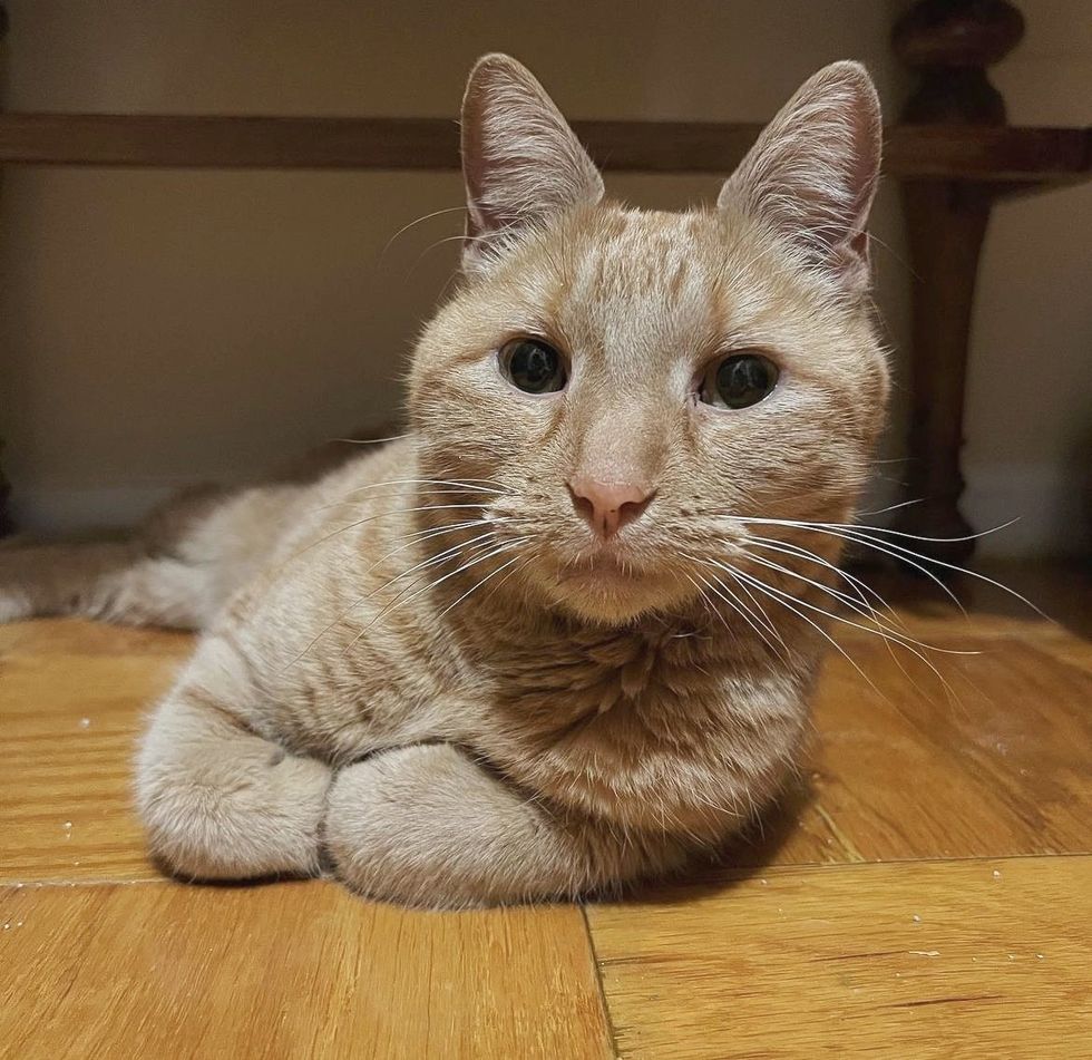 orange feline  loafing