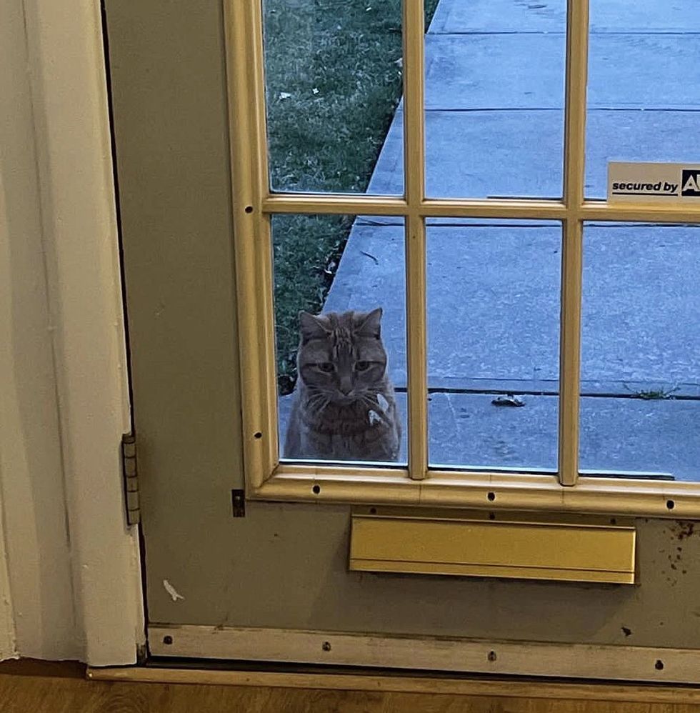 stray cat porch door