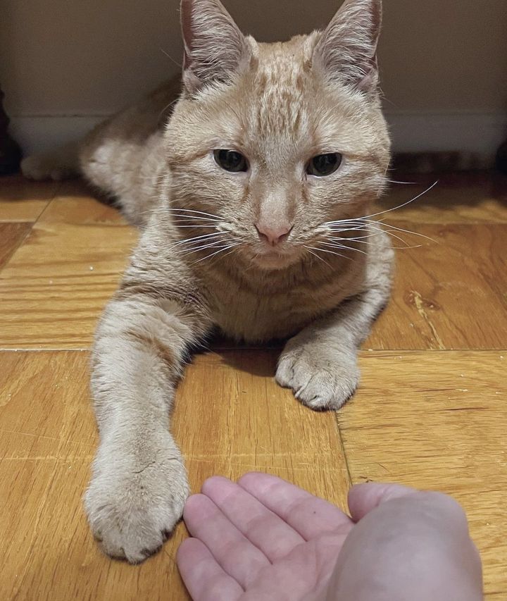 orange tabby cat ernie